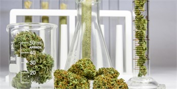 ASTM Launches Cannabis Microsite